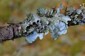 Attēlu rezultāti vaicājumam “Platismatia glauca”