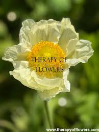 Image result for Papaver nudicaule
