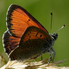 Attēlu rezultāti vaicājumam “Lycaena hippothoe”