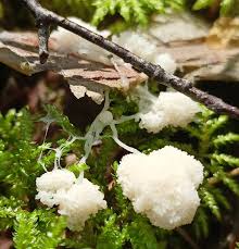 Attēlu rezultāti vaicājumam “Lycogala miserum sessile”