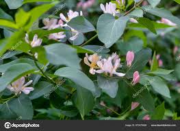 Attēlu rezultāti vaicājumam “Frangula alnus flower”