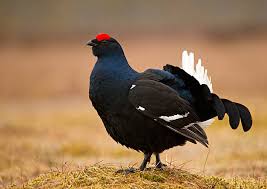 Image result for Tetrao tetrix