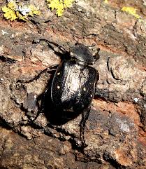 Attēlu rezultāti vaicājumam “Gnorimus variabilis”