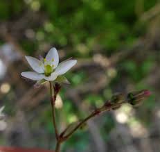 Attēlu rezultāti vaicājumam “Spergula arvensis”