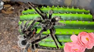 Znalezione obrazy dla zapytania Grammostola grossa