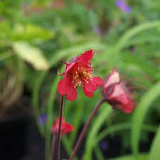 Image result for Geum rivale