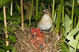 Attēlu rezultāti vaicājumam “Sylvia borin nest”