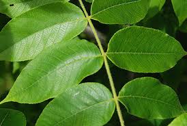 Attēlu rezultāti vaicājumam “Juglans ailanthifolia”