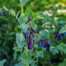 Attēlu rezultāti vaicājumam “Lunaria rediviva bud”