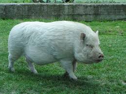 Attēlu rezultāti vaicājumam “Sus scrofa”