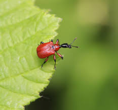 Attēlu rezultāti vaicājumam “Apoderus coryli”