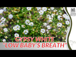 Attēlu rezultāti vaicājumam “Gypsophila muralis fruit”