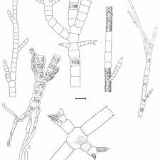 Attēlu rezultāti vaicājumam “Chaetophora pisiformis”