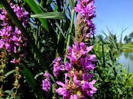 Attēlu rezultāti vaicājumam “Lythrum salicaria”