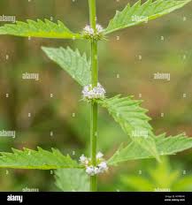 Attēlu rezultāti vaicājumam “Lycopus europaeus flower”