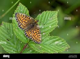 Attēlu rezultāti vaicājumam “Boloria eunomia upperside”
