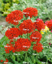 Attēlu rezultāti vaicājumam “Silene chalcedonica”