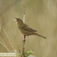 Image result for Locustella naevia