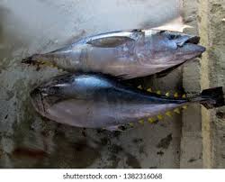 Image result for Thunnus obesus