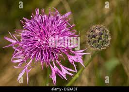 Attēlu rezultāti vaicājumam “Centaurea scabiosa bud”