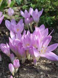 Attēlu rezultāti vaicājumam “Colchicum autumnale”