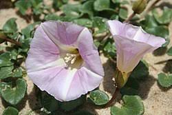 Attēlu rezultāti vaicājumam “Calystegia inflata”