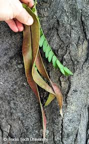 Attēlu rezultāti vaicājumam “Gleditsia triacanthos fruit”