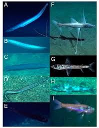 Image result for Eumegistus illustris