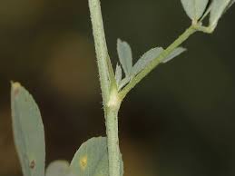 Attēlu rezultāti vaicājumam “Medicago sativa subsp. falcata fruit”