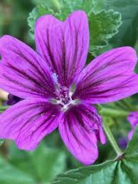 Image result for Malva sylvestris