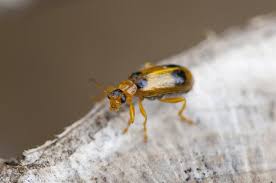 Attēlu rezultāti vaicājumam “Phyllobrotica quadrimaculata”