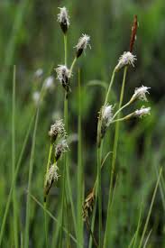 Attēlu rezultāti vaicājumam “Eriophorum gracile leaf”