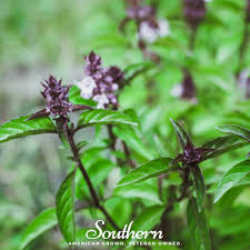 Image result for Ocimum basilicum