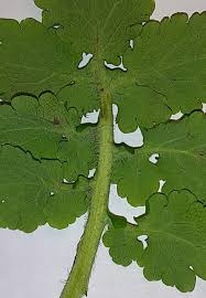 Attēlu rezultāti vaicājumam “Chelidonium majus leaf”