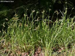 Attēlu rezultāti vaicājumam “Luzula multiflora”