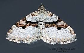 Attēlu rezultāti vaicājumam “Xanthorhoe designata”