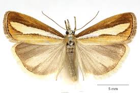 Attēlu rezultāti vaicājumam “Catoptria margaritella”