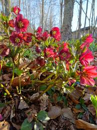 Attēlu rezultāti vaicājumam “Corydalis solida flower”