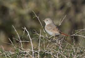 Image result for Sylvia nana