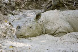 Image result for Rhyl Rhinos