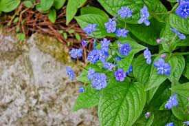 Image result for Omphalodes verna