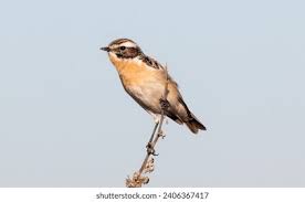 Attēlu rezultāti vaicājumam “Saxicola rubetra adult”