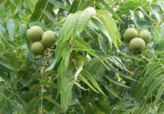 Attēlu rezultāti vaicājumam “Juglans x sinensis fruit”