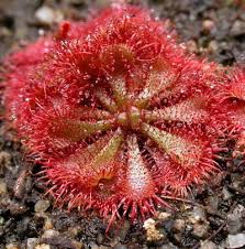 Image result for Drosera