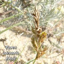 Attēlu rezultāti vaicājumam “Carex arenaria  fruit”