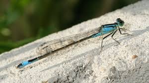 Attēlu rezultāti vaicājumam “Ischnura elegans”