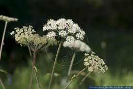 Image result for Angelica silvestris