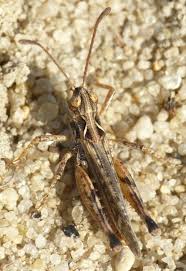 Attēlu rezultāti vaicājumam “Myrmeleotettix maculatus”