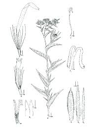 Attēlu rezultāti vaicājumam “Inula britannica”