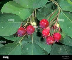Attēlu rezultāti vaicājumam “Amelanchier spicata fruit”